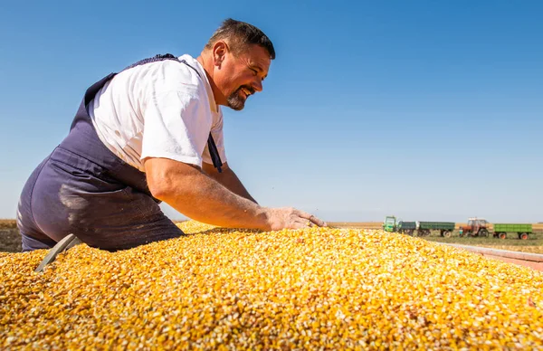 Szczęśliwy rolnik po zbiorach kukurydzy — Zdjęcie stockowe