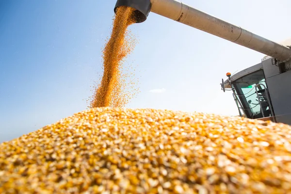 Despejando grãos de milho em reboque trator — Fotografia de Stock