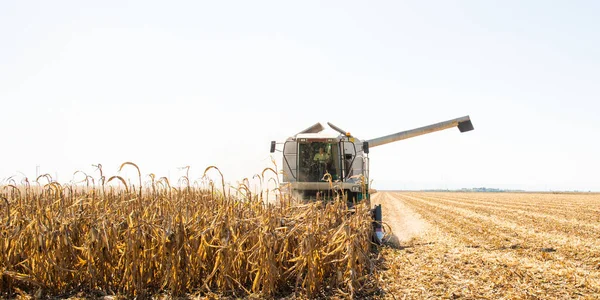 Mähdrescher bei der Arbeit auf einem Maisfeld — Stockfoto