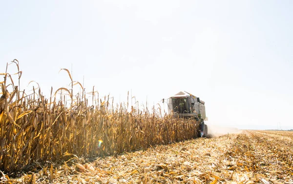 联合收割机在玉米地里工作 — 图库照片