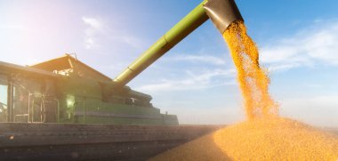 Traktör römorkuna mısır taneleri dökülüyor. 