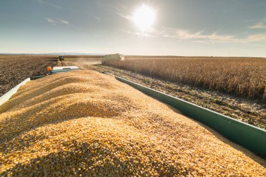 Mısır alanında birleştirmek ile hasat