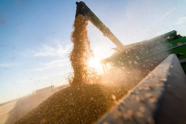 Pouring corn grain into tractor trailer — Stock Photo, Image