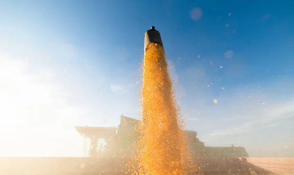 Pouring corn grain into tractor trailer — Stock Photo, Image