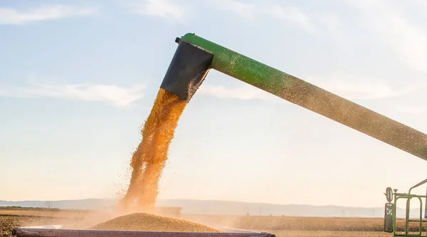 Häll majs korn i traktor släpvagn — Stockfoto