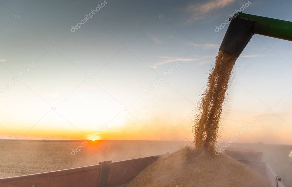 Pouring corn grain into tractor trailer 