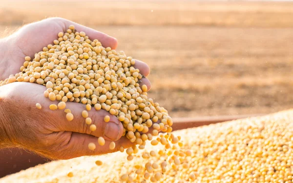 Ręce chłod gospodarstwa ziarna soi — Zdjęcie stockowe