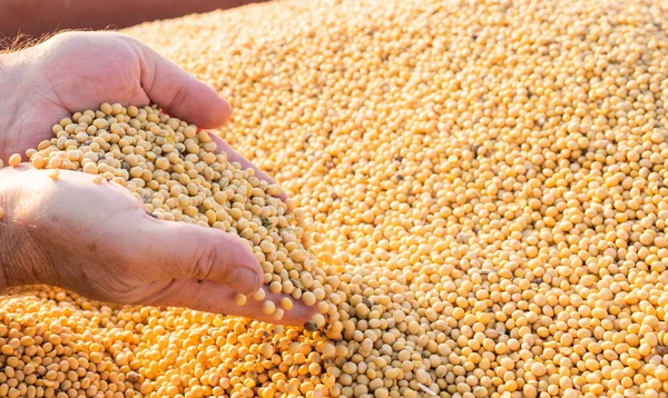 Hands of peasant holding soy beans — Stock Photo, Image