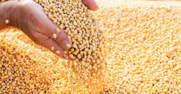 Hands of peasant holding soy beans — Stock Photo, Image