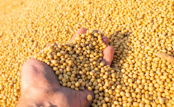 大豆を持つ農民の手 — ストック写真