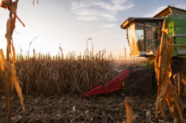 Gün batımında mısırları toplamak