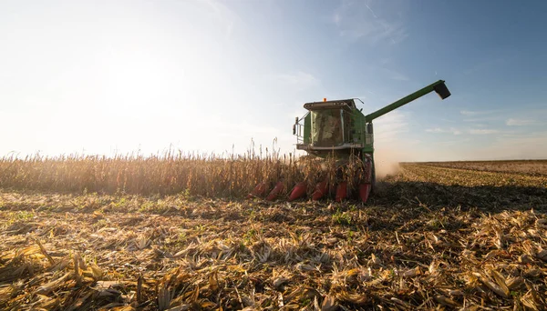 Combine harvesting corn in sunset — ストック写真