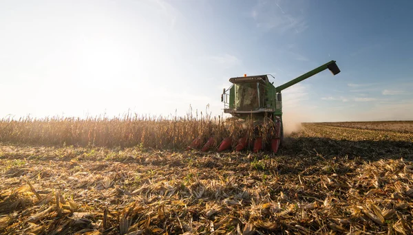 Combineer het oogsten van maïs bij zonsondergang — Stockfoto