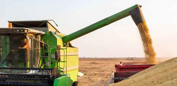 Sojabohnen in Traktoranhänger gießen — Stockfoto