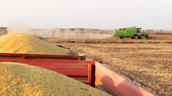 Mähdrescher erntet Sojabohnen auf Feld. — Stockfoto