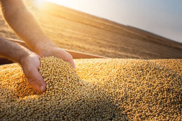 Manos de campesino sosteniendo frijoles de soja — Foto de Stock