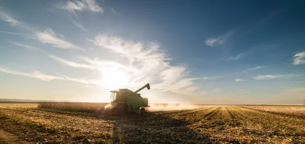 Combine harvesting corn in sunset — ストック写真