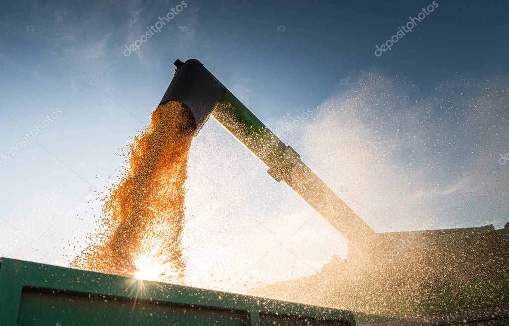 Pouring corn grain into tractor trailer 