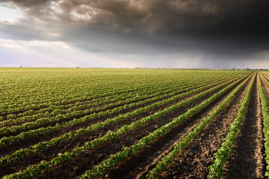 Yağmurla yüklü bulutların büyük bir soya tarlasına gelişi.