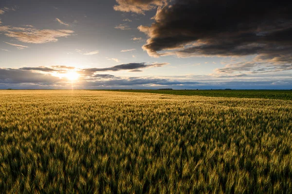 Offenes Weizenfeld Bei Sonnenuntergang — Stockfoto