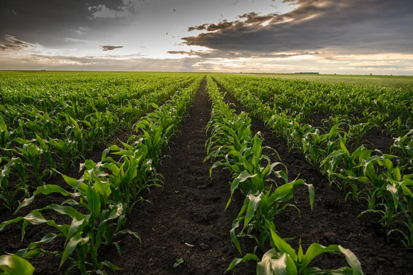 Campo Maíz Abierto Atardecer Campo Maíz —  Fotos de Stock