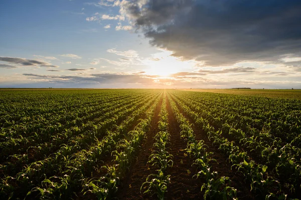 Otwarte Pole Kukurydzy Zachodzie Słońca Pole Kukurydzy — Zdjęcie stockowe