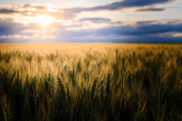 Открыть Пшеничное Поле Закате Пшеничное Поле — стоковое фото