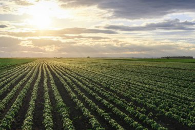 Gün batımında açık soya fasulyesi tarlası. .