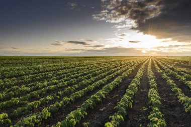 Gün batımında açık soya fasulyesi tarlası. .
