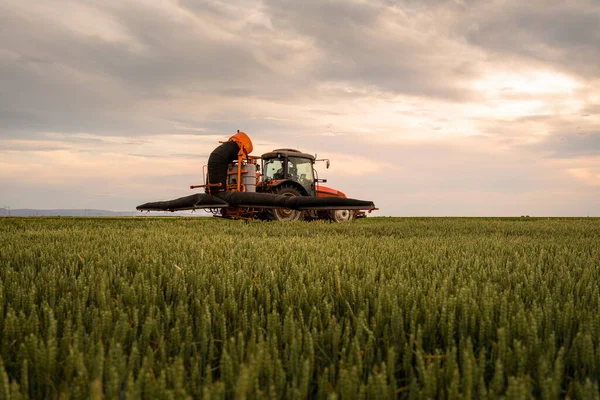 緑の畑に農薬を散布するトラクター — ストック写真