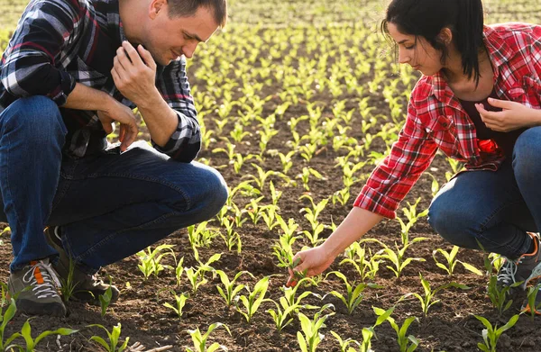 Jóvenes Agricultores Examinan Maíz Joven Plantado Primavera — Foto de Stock