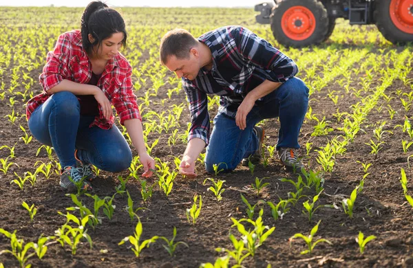 Jovens Agricultores Examinando Milho Jovem Plantado Primavera — Fotografia de Stock