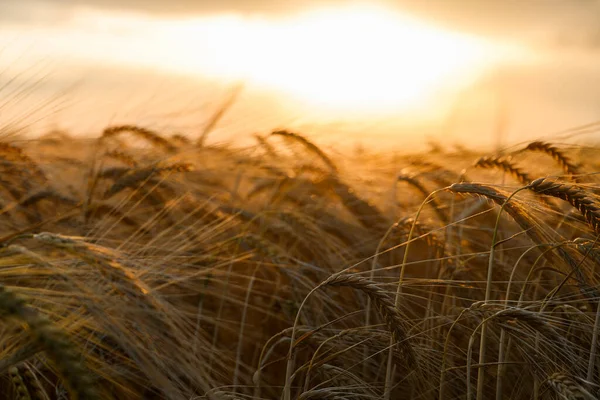 Campo Trigo Abierto Atardecer Campo Trigo — Foto de Stock