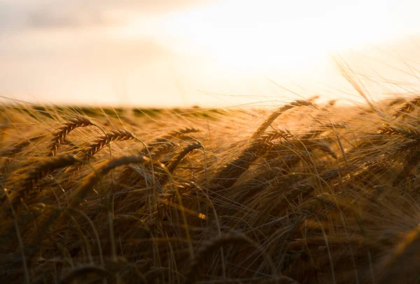 日没時に麦畑を開く コムギ畑 — ストック写真