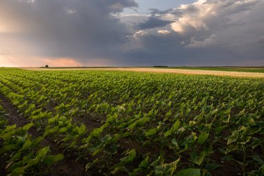 Gün batımında genç ayçiçeği tarlasını aç. Mısır tarlası. .