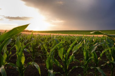Gün batımında mısır tarlasını aç. Mısır tarlası. .
