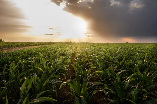 Otevřené Kukuřičné Pole Při Západu Slunce Kukuřičné Pole — Stock fotografie