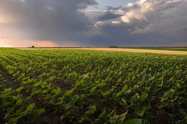 Otevřít Mladé Slunečnice Pole Při Západu Slunce Corn Pole — Stock fotografie