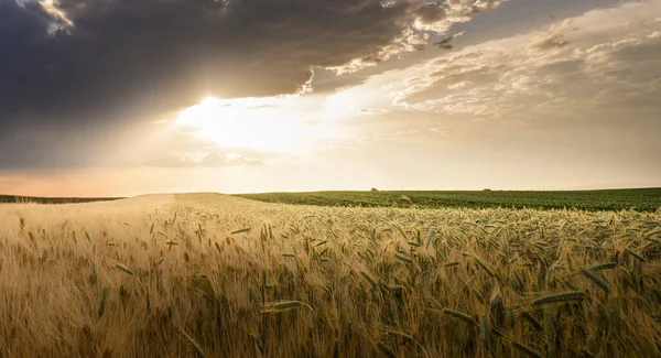 Åpen Hveteåker Ved Solnedgang Hveteåker – stockfoto