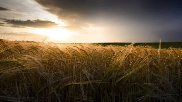 日没時に麦畑を開く コムギ畑 — ストック写真