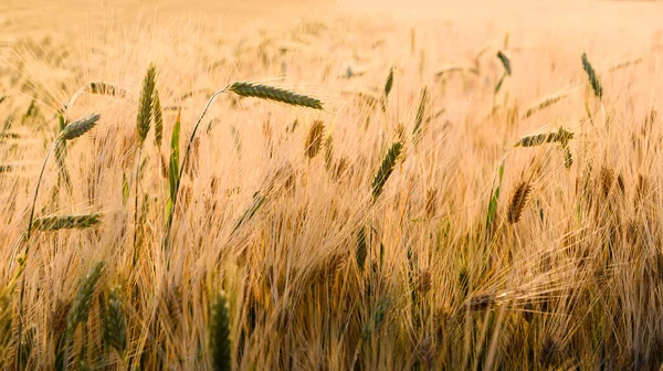 Gün Batımında Açık Buğday Tarlası — Stok fotoğraf