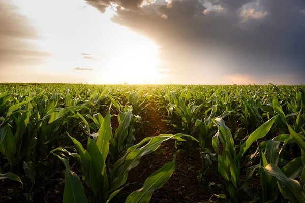 Otevřené Kukuřičné Pole Při Západu Slunce Kukuřičné Pole — Stock fotografie