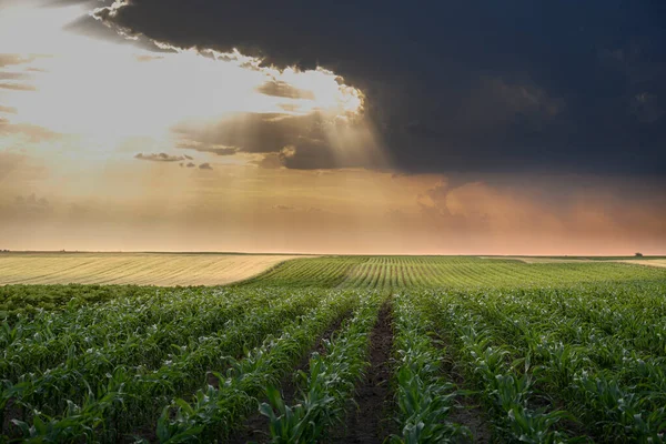 Offenes Maisfeld Bei Sonnenuntergang — Stockfoto