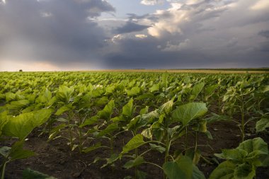 Gün batımında genç ayçiçeği tarlasını aç. Mısır tarlası. .