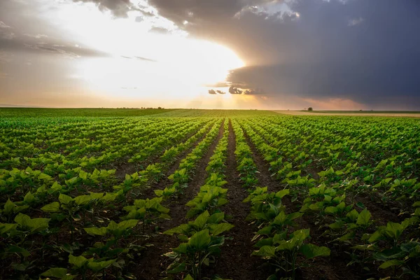 夕日にひまわり畑を開く トウモロコシ畑 — ストック写真