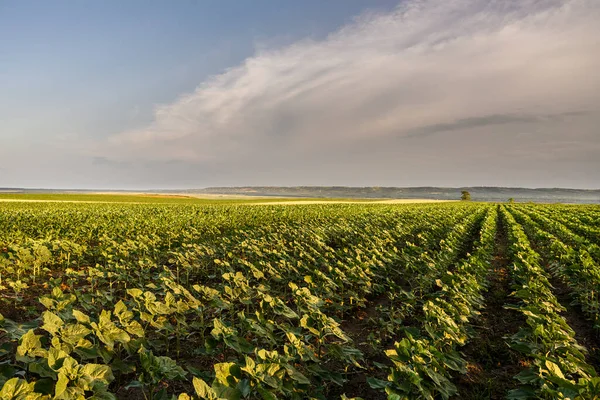 Ouvrez Champ Jeunes Tournesols Coucher Soleil — Photo