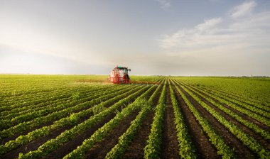 Traktör baharda soya tarlasına böcek ilacı püskürtüyor.
