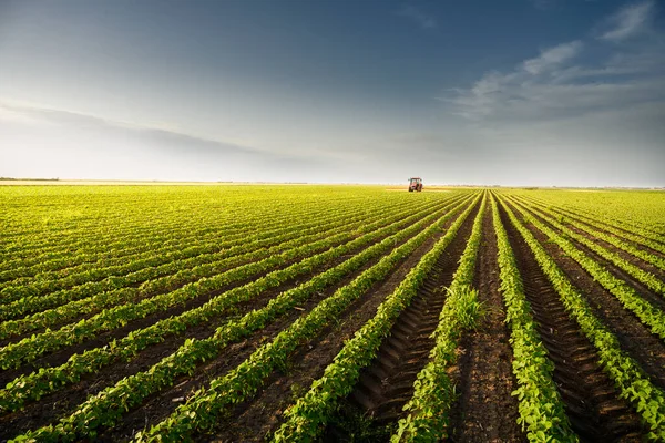 Traktor Versprüht Frühjahr Pestizide Auf Sojafeld Mit Sprüher — Stockfoto