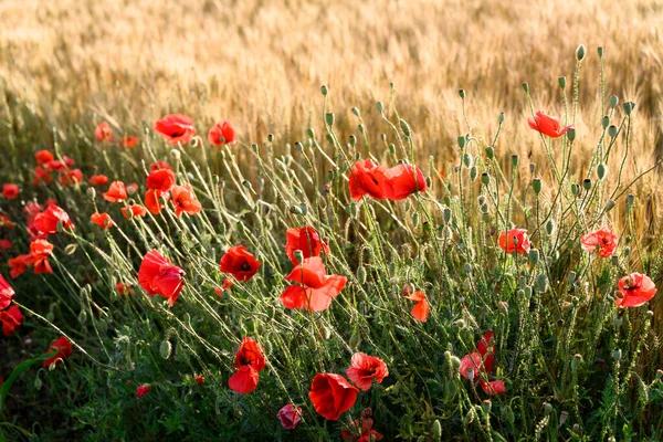 Gün Doğumunda Buğday Tarlasında Güzel Gelincikler — Stok fotoğraf
