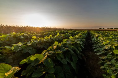 Open soybean field at sunset.Soybean field . clipart